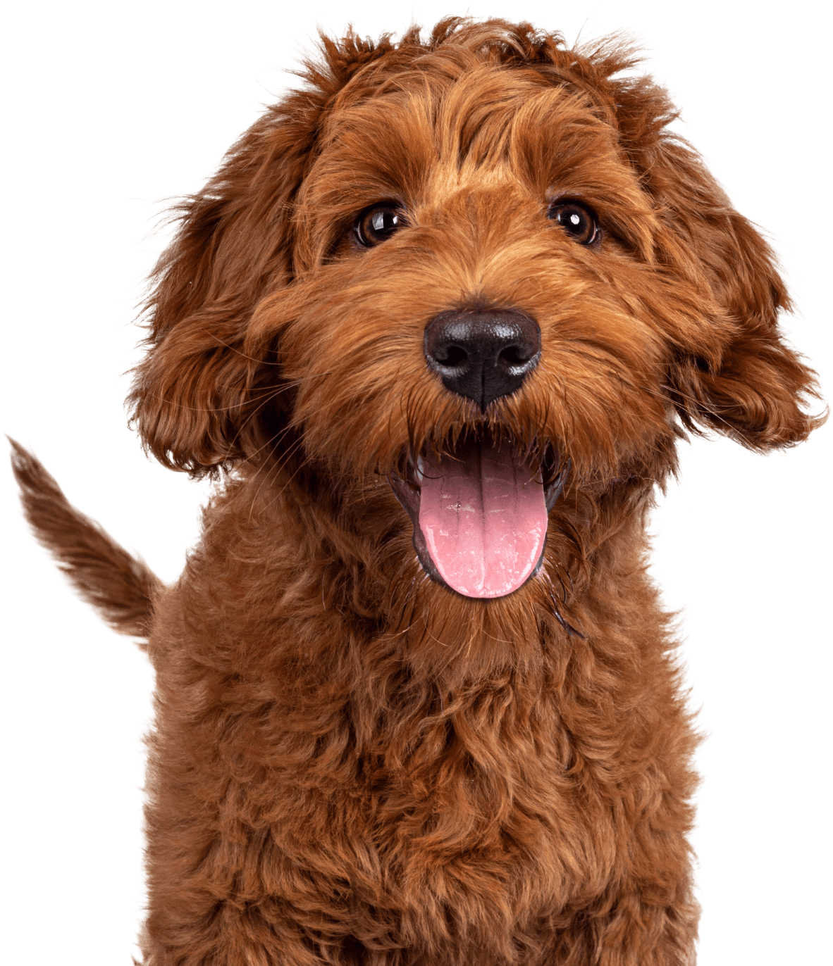 a shaggy brownish orange dog looking happy